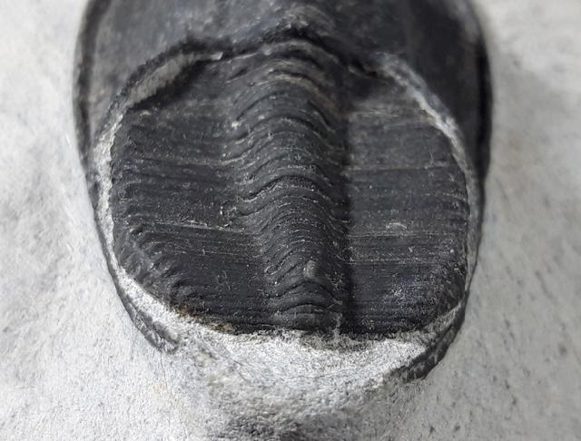 Harpes perradiatus RICHTER & RICHTER 1943 - Bild © FossNet FossilienStore